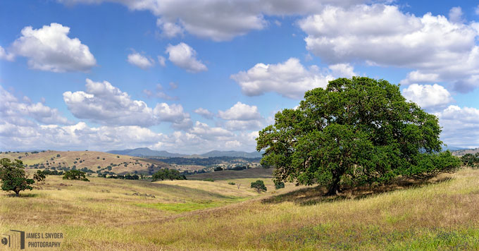 Gold Country Oak and Grassland