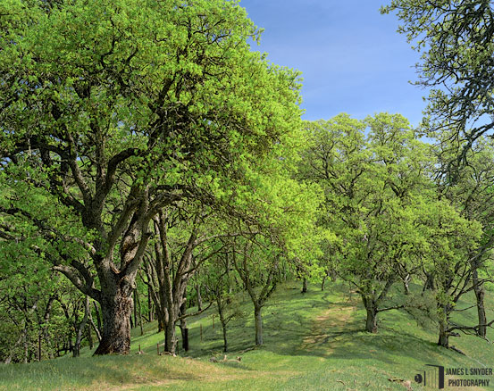 Blue Oak Woods, Early Spring