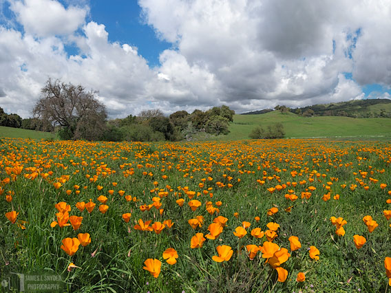 Grassy Meadow and Poppies