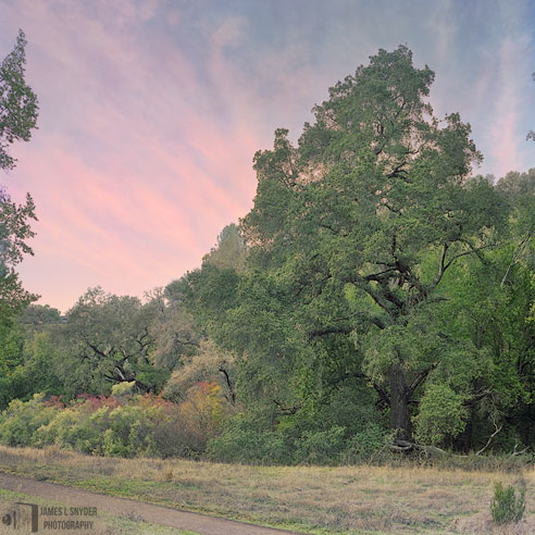 Old Oak at Twilight