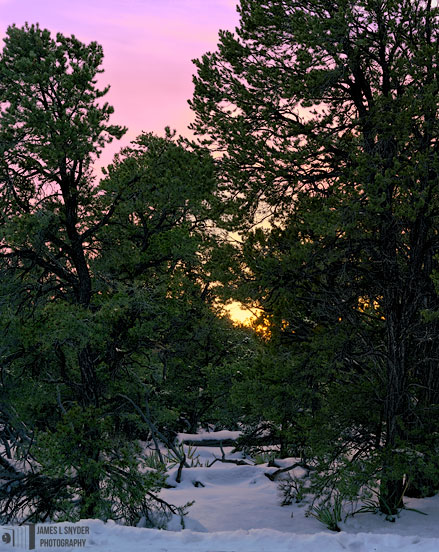 Sunset through Pinyon Pines and Snow