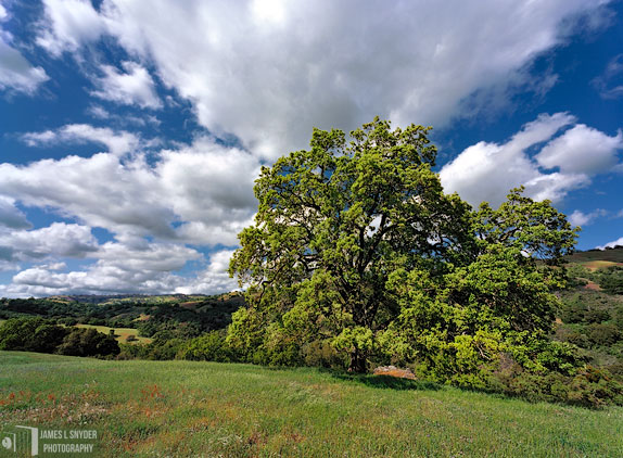 Oak Tree and Bright Clouds