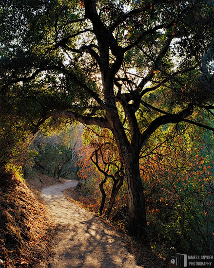 Back-lit Oak by Dusty Trail