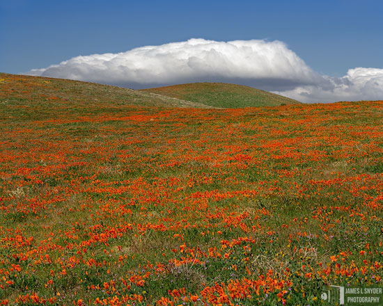 Clouds over Hills with Poppies