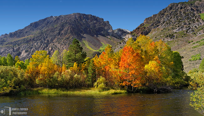 Autumn Aspens by Rush Creek